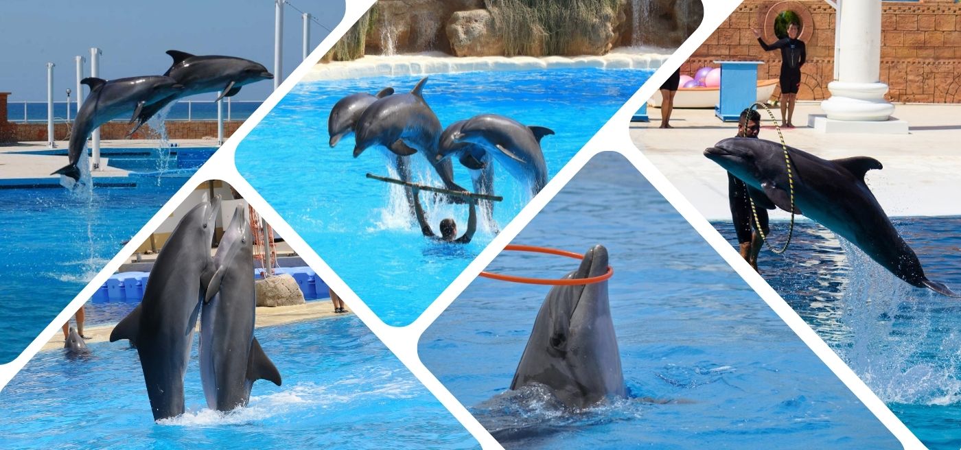 Alanya-Dolphin-Show-30